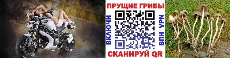 наркота  Саратов  Псилоцибиновые грибы мицелий 
